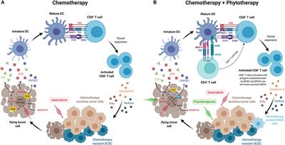 Phyto-Immunotherapy, a Complementary Therapeutic Option to Decrease Metastasis and Attack Breast Cancer Stem Cells